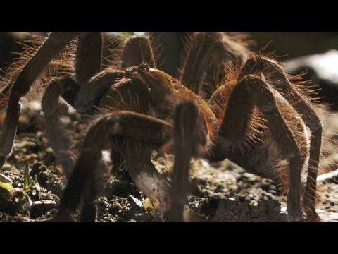 World's Biggest Spider Gobbles Down an Unsuspecting Lizard