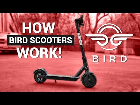 BIRD Electric SCOOTERS! / How They Work!