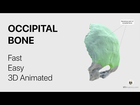 Occipital Bone - Fast and Easy, Animated in 3D