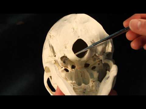 Occipital Bone 🦴 #SkullAnatomy