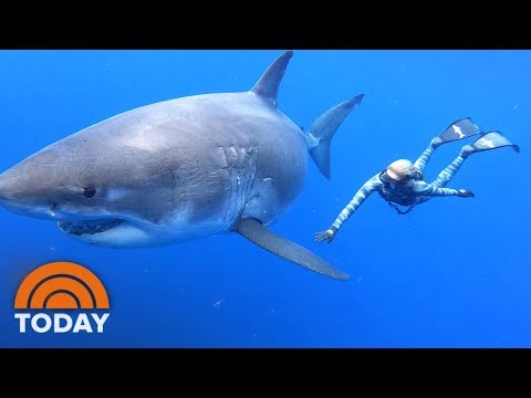 Ocean Ramsey Shares Exclusive Video Of Swimming With Massive Great White Shark | TODAY