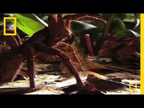 Largest Spider in the World - GIANT Tarantula | National Geographic