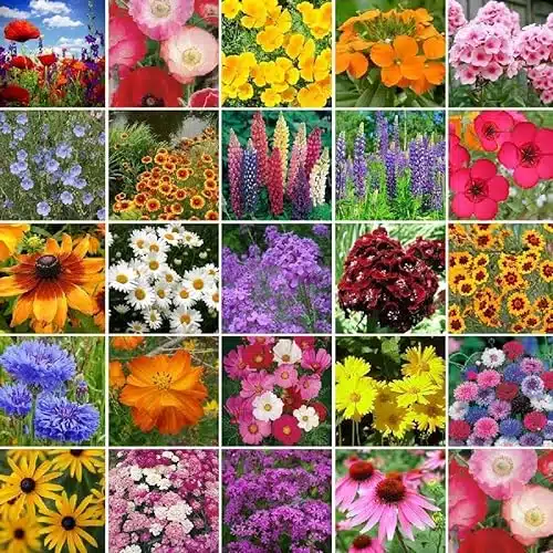 Eden Brothers Northeast Wildflower Mixed Seeds for Planting, lb, ,+ Seeds with Cosmos, Candytuft, Shasta Daisy  Attracts Pollinators, Plant in Spring or Fall, Zones , , , , , 